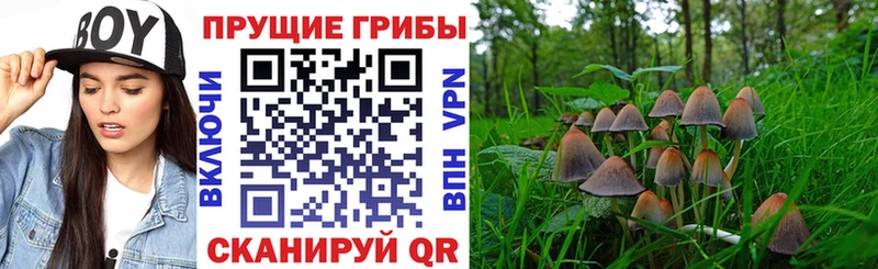 Галлюциногенные грибы мицелий  наркотики  Заринск 